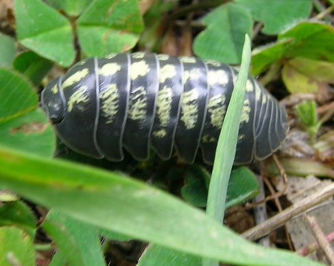 Armadillidium sp.